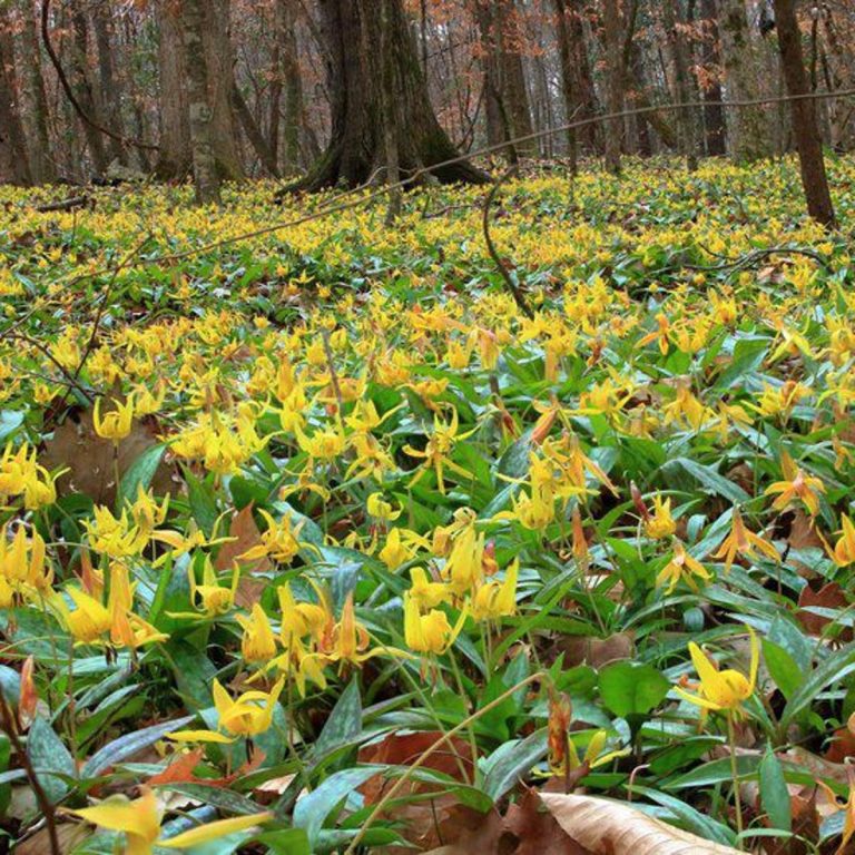 Wolf Creek Trout Lily Preserve Feb. 15 Tallahassee Senior Center